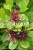 Calycanthus floridus - kielichowiec wonny, fot. Anna Rafaląt