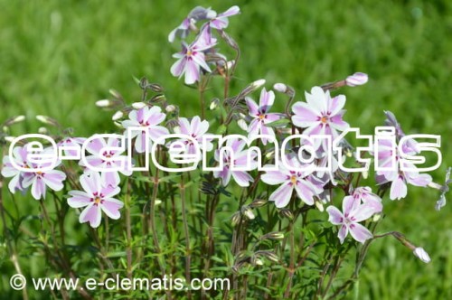 Phlox subulata 'Candy Stripes' - floks szydlasty, fot. Anna Rafaląt