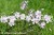 Phlox subulata 'Candy Stripes' - floks szydlasty, fot. Anna Rafaląt