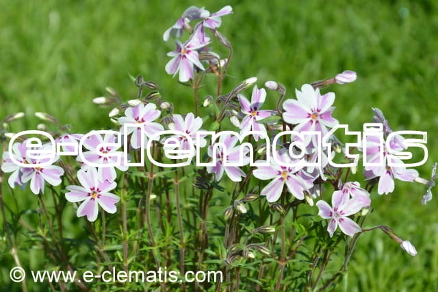 Phlox subulata 'Candy Stripes' - floks szydlasty, fot. Anna Rafaląt