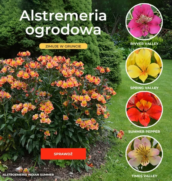 Alstremeria ogrodowa