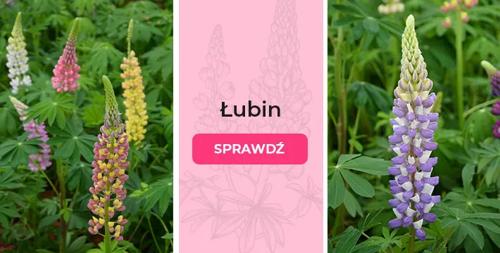Łubiny