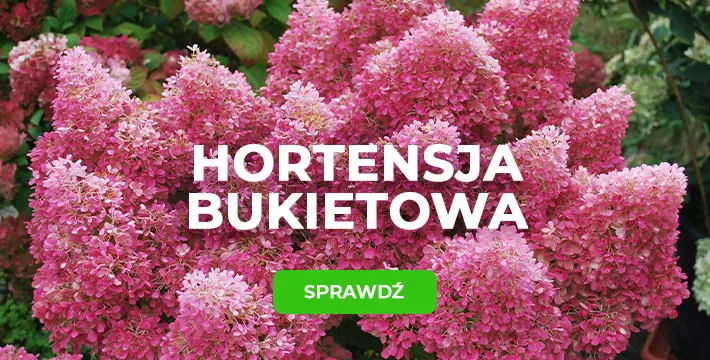 Hortensja bukietowa