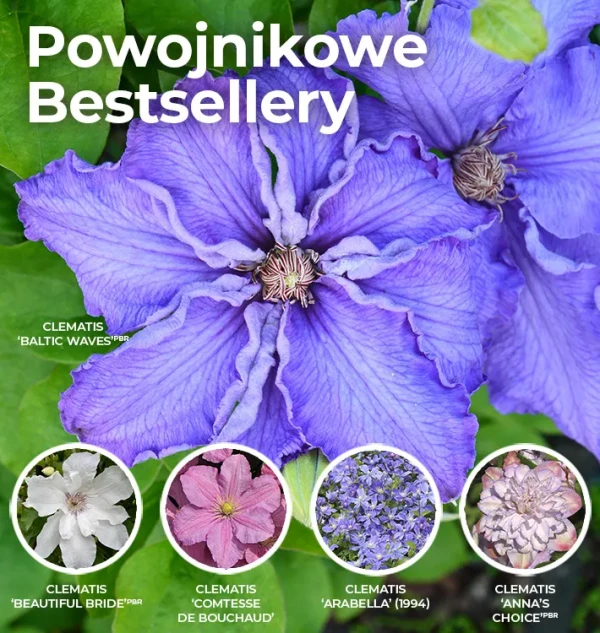 Powojniki