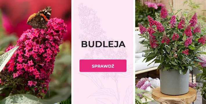Budleja