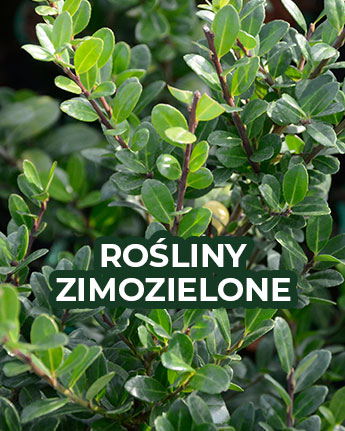 Rośliny zimozielone