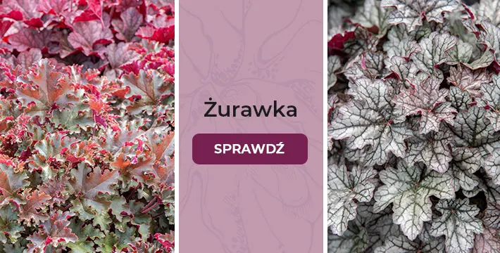 Żurawka