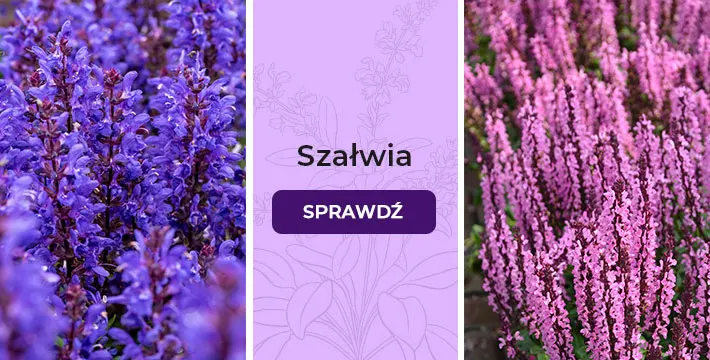 Szałwia