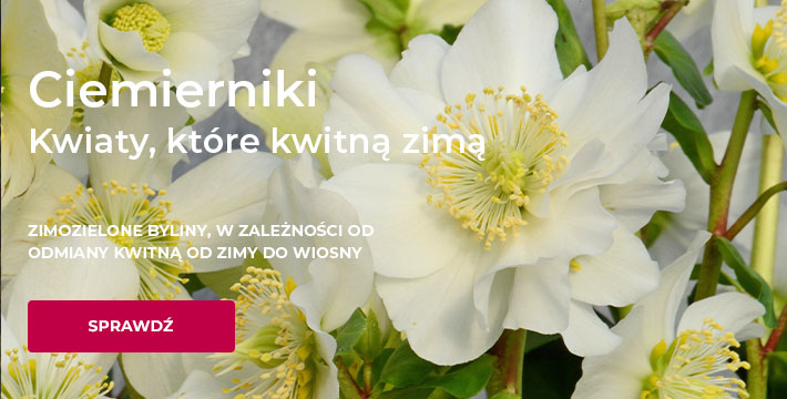 Ciemiernik