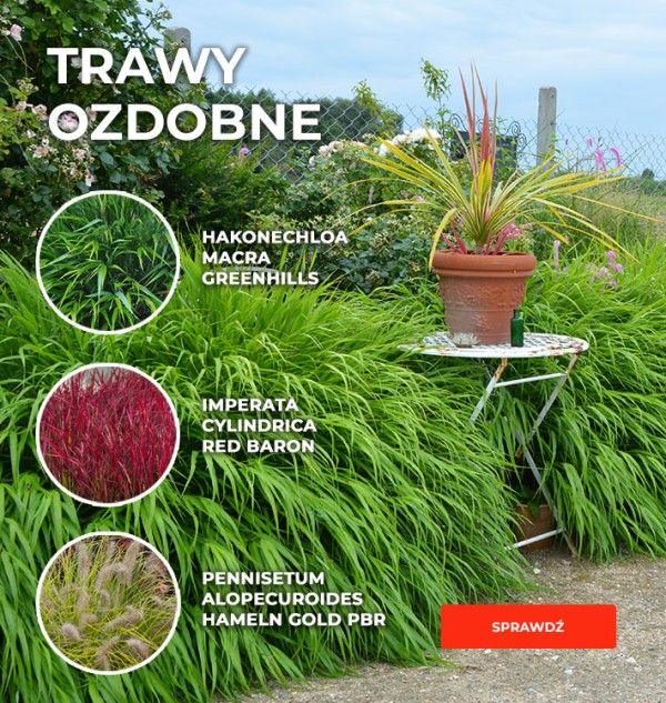 Trawy ozdobne