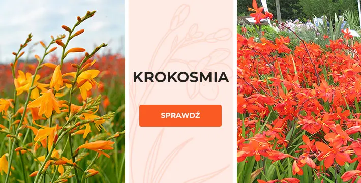 Krokosmia