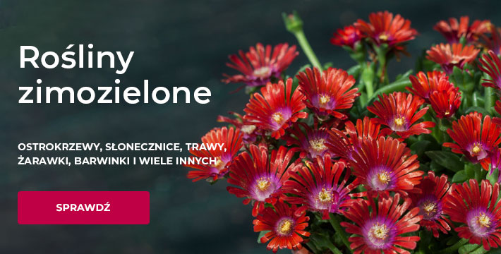 Rośliny zimozielone