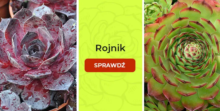 Rojnik