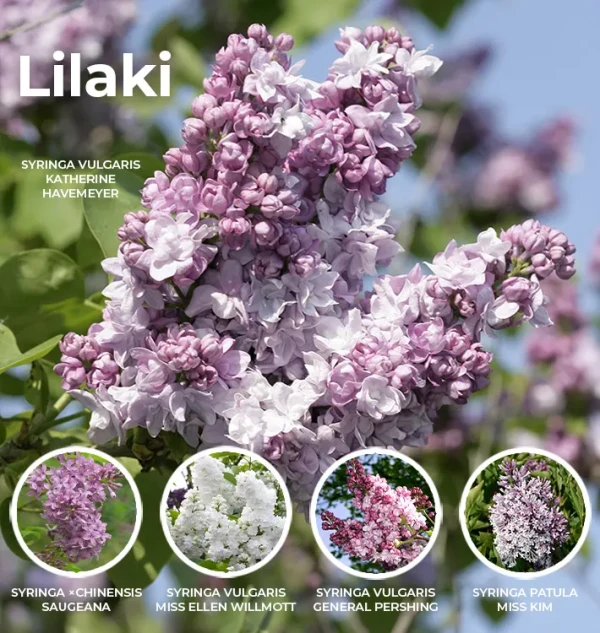 Lilaki