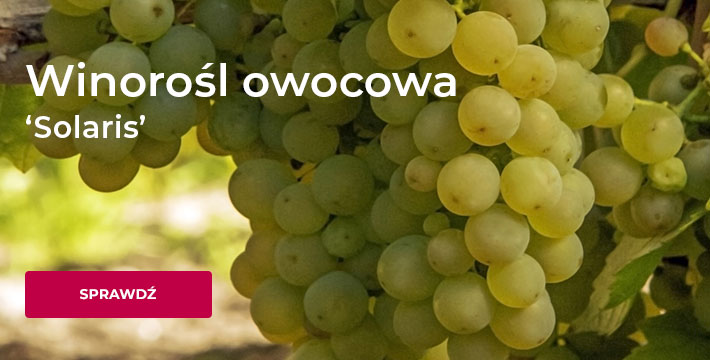 Żurawka