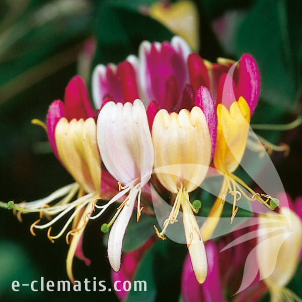 tabebuia plant Tabebuia Argentea main image 1