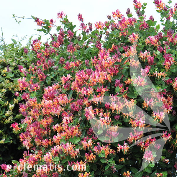 photinia im kübel Glanzmispel Photinia Little Red Robin Gartenpflanze 9cm 35cm main image 1