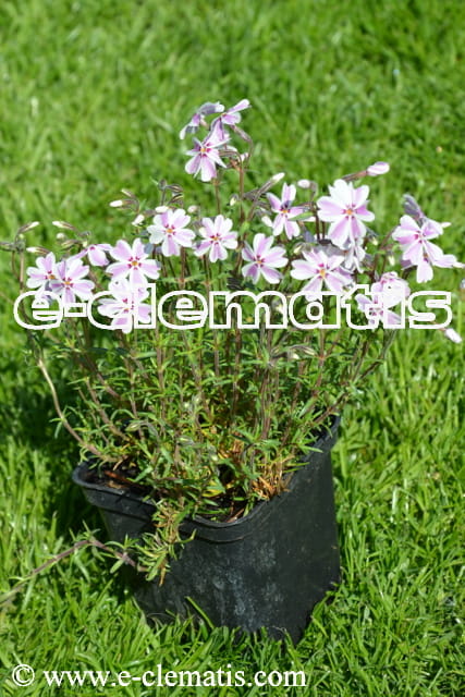 6 Piante Phlox Subulata 'Candy Stripes' In Vaso 9 Cm – Perenne Tappezzante, Fiori Rosa E Bianchi Da Aprile A Giugno